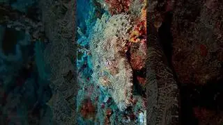 #balifundiving #balidiving #scubadivebali #aguscuplis23 #flatheadcrocodilefish #nudibranch #uwmacro