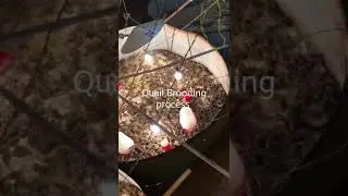 Quail Brooding & Farming