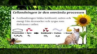 Ekologi - Lektion 2: Energiflöden (fotosyntes och cellandning)