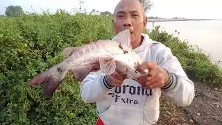 MANCING KEDUKANG BABON