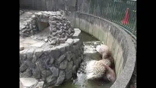Tokyo,Hamura Zoo