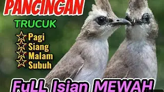 MASTERAN TRUCUKAN LANGSUNG NYAHUT 