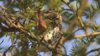 Nature Soundscape of Africa