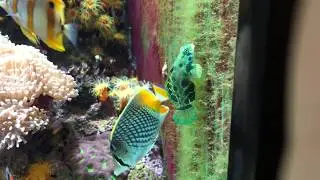 Mandarin Dragonet (Spotted Mandarin Dragonet)