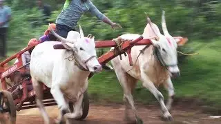Adult white khillari bullocks running a race