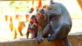 The Poorest!! Monkey Mom Search check health Baby because she fear of being contaminated by insects