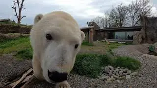 Animals Boop The Camera In The New Year
