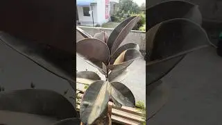 Rubber Plant Care | Ghar Me Lush Green Rubber Paudha Kaise Banaye 🌿✨ #plantgrowth #sorts