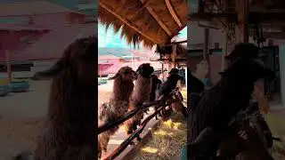 pet adorable llamas amid Andean views!