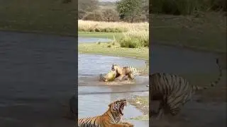 the tiger caught the big turtle
