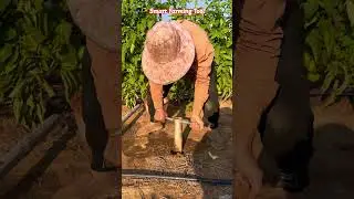 Easy Bamboo Pole Installation Tool for Strong Vegetable Farming Support#shortsfeed #agriculture
