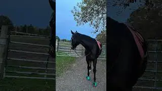 #horseriding #barback #horses