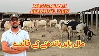 Masha Allah Beautiful View Maal Bahir Aagaya. Dost Cattle farm. I M Wahaj Vlogs.
