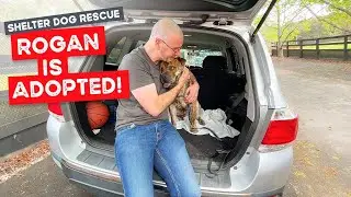 Rogan is adopted! Beautiful mellow tiger Rogan the Bulldog X Sharpei goes home with his new parents