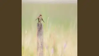My Name in the Wind&rsquo;s Lullaby