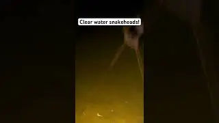 Bowfishing snakeheads #howtocatchbigsnakehead #bowandarrow #bowfishing #maryland