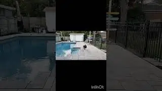 🐕