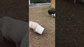 Pigs & Buckets! #youtubeshorts #shorts