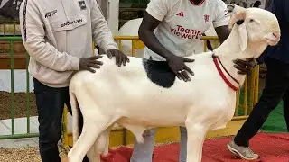 FOREB 2026 BERGERIE SOPE SERIGNE SALIOU