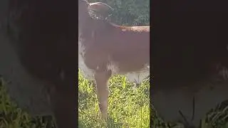 BELOS ANIMAIS NA MARGENS DO RIO PINHEIRO