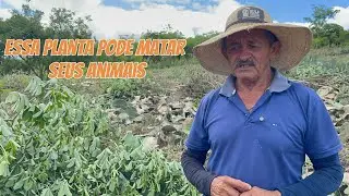 Essa planta pode fazer mal para seus animais