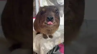 Hyrax sticks out her tongue. Freaky Wawa from @daktaribushschoolwildlifeo8343