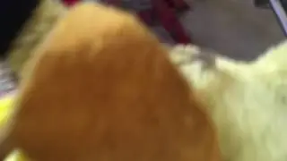 Pikachu's time lapsed walk