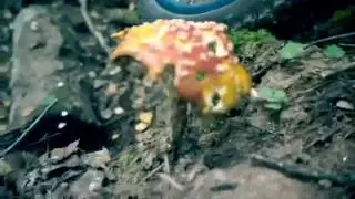 Mtb singletrack  / Алкорайд в лесу / Fun riding