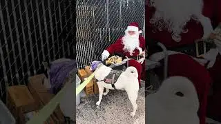 Seeing Santa #coloradosprings #2768steps #fyp #trendingshorts #trending