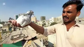 Original Indian sahranpure kabutar || teddy ko banny waly kabutaro ka shoq!!! 