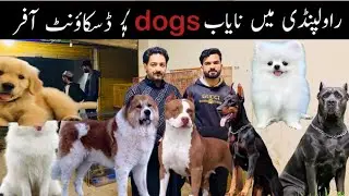 Biggest dog Market in Rawalpindi College Road || Mehngay dogs lo low price main shoqino 