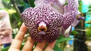 Merawat anggrek Vanda !!