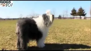 101 Dogs - Olde English Sheepdog English