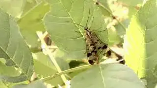 Panorpa - scorpionfly