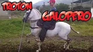 Caballo colombiano troton galopero |Paso fino | capataz |Julian Ramirez | Lasmsilver
