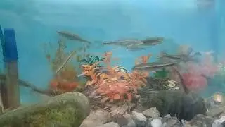 Asala macha in Aquarium common snowtrout or snowtrout In Aquarium