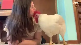 🐔 Chicken Raised for Meat Thinks He's a Dog! | Tails_H2Me 🐶💖