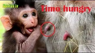 Adorale baby monkey Timo so hungry request milk from mom/Cute baby Timo learn walk around mom