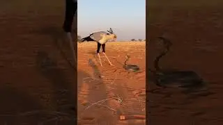 Secretary Bird Defeats Snake on African Soil with a Quick Strike