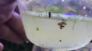 Macrofona ostracod seed shrimp 🍤 madness by the fish shed by @carllaney81aquascapes 