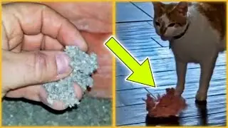 Cat Keeps Bringing Home Insulation, Then Mom Sees What It Really Is ..