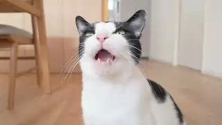 すっごいしゃべる