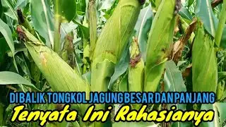 Ingin Punya Tanaman Jagung Bertongkol Besar Dan Panjang ‼️ Ini Rahasianya