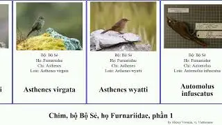 Chim, bộ Bộ Sẻ, họ Furnariidae, phần 1 asthenes cranioleuca cinclodes automolus dendrocincla bird