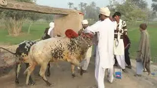 New Besaki Mela Rustem e Pakistan Khokra Abad Kot sultan  District Layyah 2020