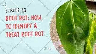 Episode 43: Root Rot: How to Identify and Treat