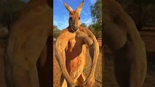 A kangaroo can beat you at arm wrestling 