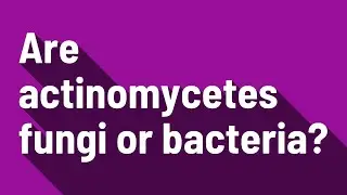 Are actinomycetes fungi or bacteria?