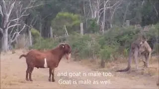 Kangaroo and Goat fight #animalsfight #kangaroofight