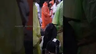 ₹ 6500 രൂപക്ക് Goat market in Kerala #goat #goatmarket #goatfarm #mutton #livestock #goatfarming